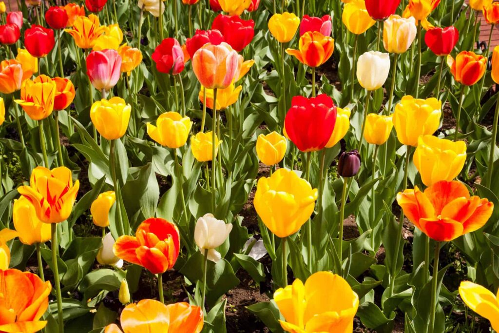 Spring flowers